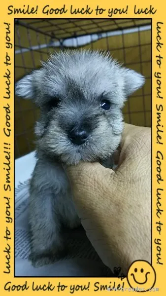 ID:1506-01481の子犬