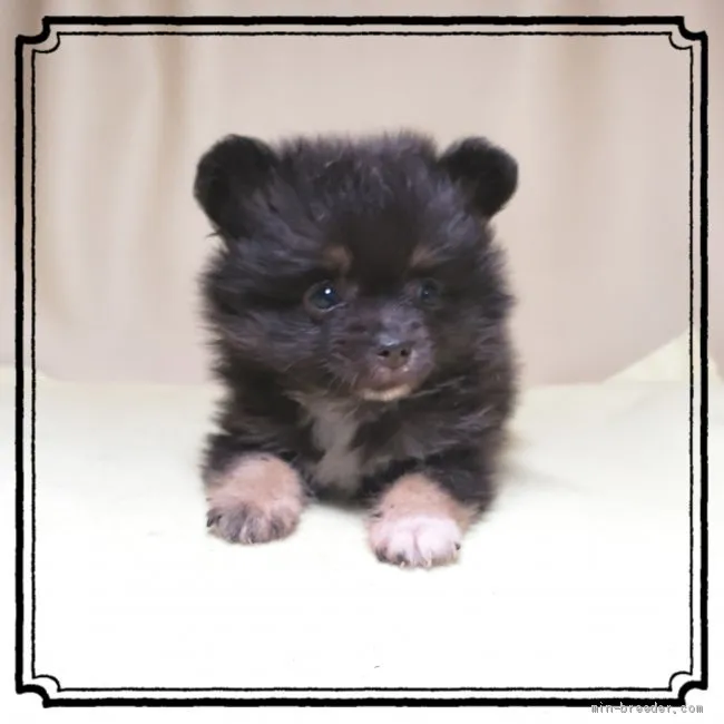 ID：1905-02224の子犬