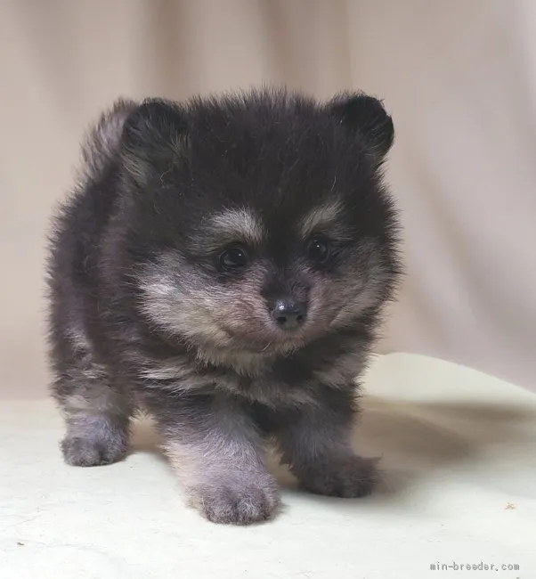 ID：2001-03351の子犬