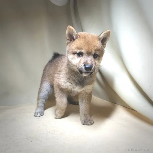 ID：2108-04379の子犬