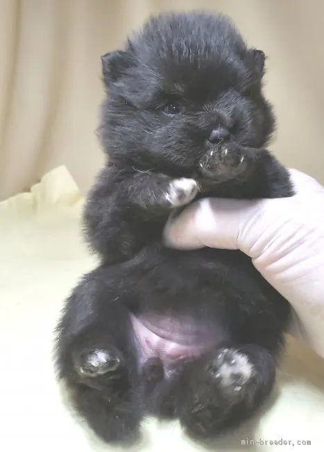 ID:2008-03715の子犬