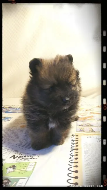 ID：1711-01708の子犬