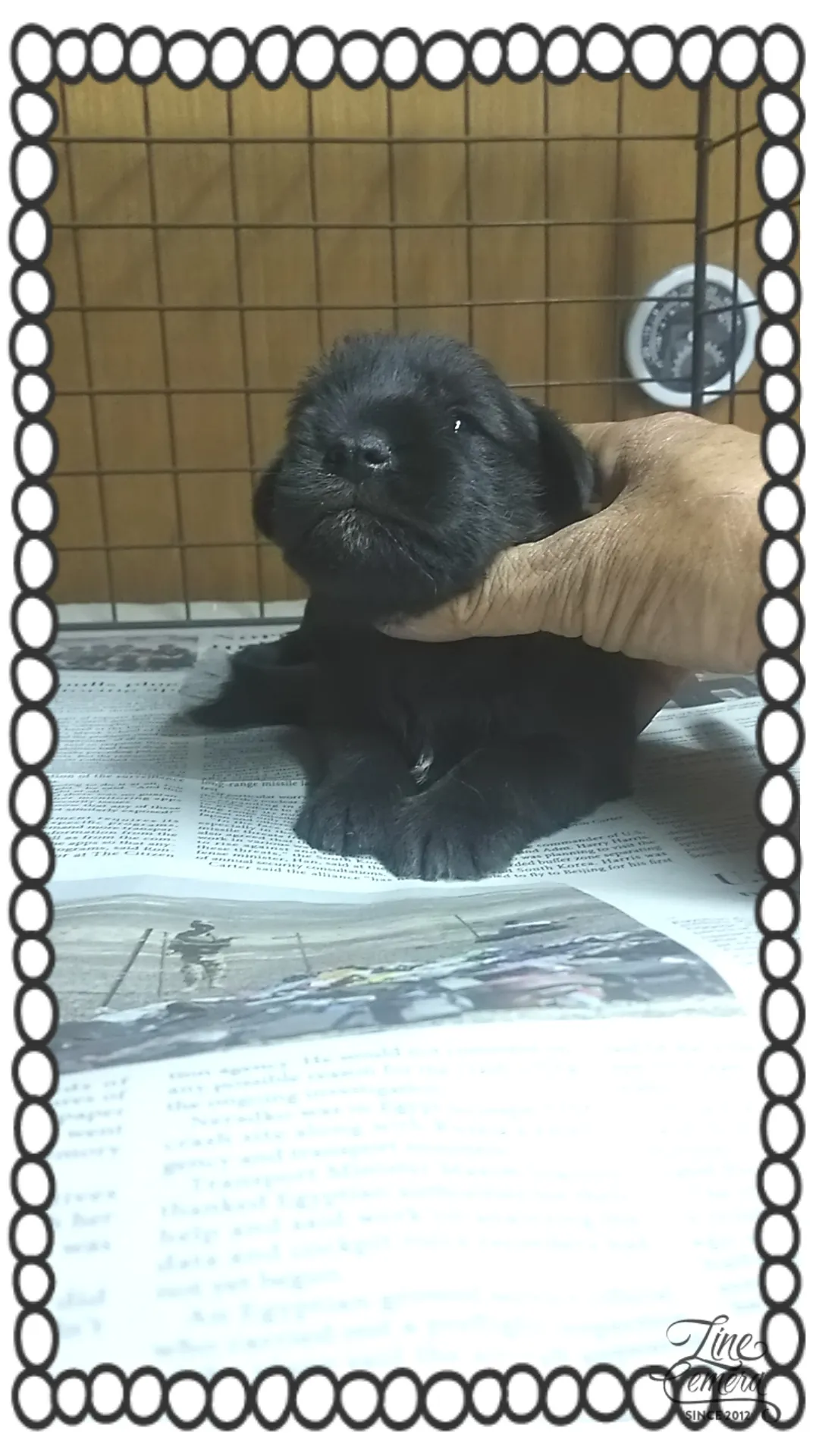 ID：1604-01601の子犬