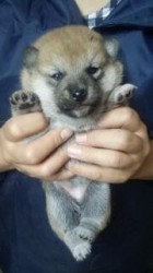 柴犬(標準サイズ)【茨城県・女の子・2014年3月22日・赤毛】の写真「寝まくりっ子!!」