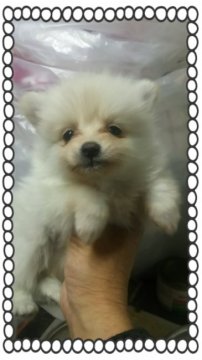 ポメラニアン【茨城県・女の子・2016年9月16日・クリーム🍨】の写真「姉妹唯一のクリーム❤」