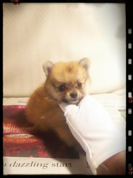 ポメラニアン【茨城県・女の子・2017年9月14日・オレンジ】の写真「とってもチビポメです❤」