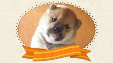 柴犬(標準サイズ)【茨城県・女の子・2014年5月22日・赤毛】の写真「短期値引き中!!」