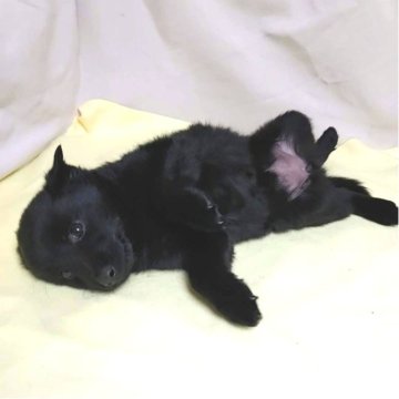 スキッパーキ【茨城県・女の子・2022年12月11日・ブラック】の写真「パーキには珍しく大人しめの子❤️今のところは(笑)」