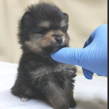 ポメラニアン【茨城県・男の子・2020年2月22日・ブラックタン】の写真「小さくて可愛いく育ちますよ〰️❤️」