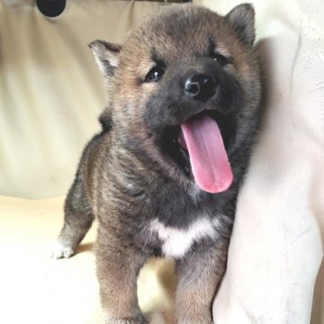 柴犬(標準サイズ)【茨城県・男の子・2020年12月19日・赤】の写真「色素の濃いむくむくな男の子❤❤」