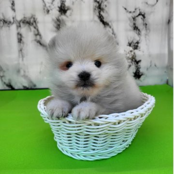 ポメラニアン【茨城県・男の子・2024年2月11日・ホワイト】の写真「毛量バツグン🐾マズルぺったんこの可愛いポメ♥️」