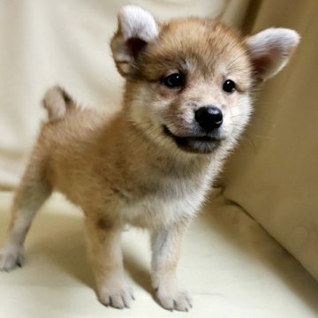 ポメ柴《パパ〰️ポメラニアン×ママ〰️柴犬》【茨城県・女の子・2021年7月23日・赤】の写真「めっちゃくちゃ可愛いですよ❤️笑顔😃」