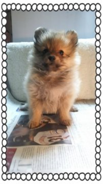 ポメラニアン【茨城県・女の子・2016年9月22日・オレンジ🍊】の写真「凄いモコモコです❤」