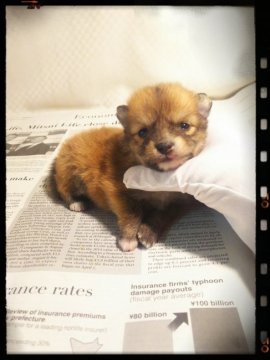 ポメラニアン【茨城県・男の子・2017年9月14日・オレンジ】の写真「どんどん可愛くなってきます❤⤴」