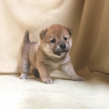 柴犬(豆柴)【茨城県・女の子・2021年11月12日・赤】の写真「父犬&母犬 共に 豆柴認定犬🌟」