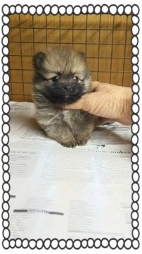 ポメラニアン【茨城県・男の子・2016年9月16日・オレンジ🍊】の写真「唯一の男の子なのに一番のチビ助です❤」