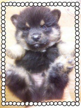 ◎ポメ柴◎ 父…ポメラニアン&母…柴犬【茨城県・男の子・2014年5月29日・ブラックタン】の写真「短期値引き中!!」