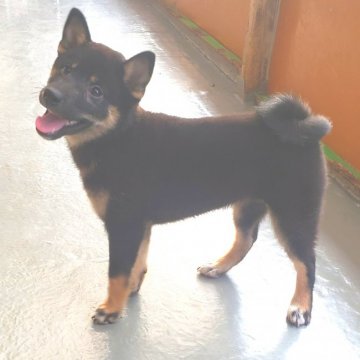 柴犬(標準サイズ)【茨城県・女の子・2021年6月26日・黒】の写真「今だけ(9月まで)大サービス価格🙌オススメ🌟」
