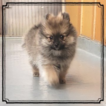 ポメラニアン【茨城県・男の子・2019年2月18日・オレンジ🍊】の写真「毛ブキが良くお腹はパンパンです…😅」