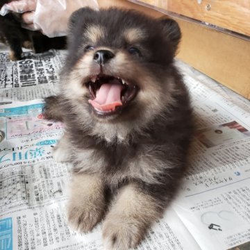 ポメラニアン【茨城県・男の子・2020年6月24日・ブラックタン】の写真「どんどん可愛いく成りますよ〰️❤️」