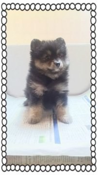 ポメラニアン【茨城県・男の子・2016年10月16日・ブラックタン】の写真「むぁんまるです…😅」