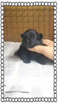 ポメラニアン【茨城県・女の子・2016年10月19日・ブラック】の写真「とっても可愛い〰黒ポメ❤」