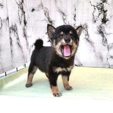 柴犬(豆柴)【茨城県・女の子・2023年5月30日・黒】の写真「五代祖豆柴🌟とても小さく育ちそうです♥️」