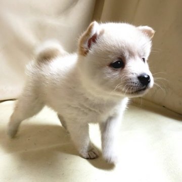 ポメ柴《パパ〰️ポメラニアン×ママ〰️柴犬》【茨城県・女の子・2021年7月23日・白】の写真「豆柴を検討中の方にもオススメです🎵」