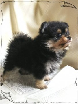 ポメラニアン【茨城県・女の子・2018年11月3日・ブラックタン】の写真「激可愛❤️のブラタンlady❤️」