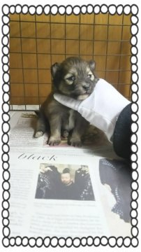 ポメラニアン【茨城県・男の子・2016年12月19日・オレンジ🍊】の写真「どんどん可愛くなってきます😌」