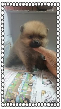ポメラニアン【茨城県・男の子・2016年2月24日・オレンジ🍊】の写真「ちっちゃめ❤物凄く可愛いですよ❤早いもの勝ち🎵」