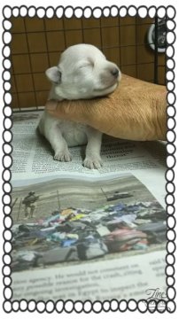 ミニチュアシュナウザー【茨城県・女の子・2016年4月20日・ホワイト】の写真「白いシュナっこです❤」
