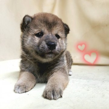柴犬(豆柴)【茨城県・男の子・2021年11月12日・赤】の写真「父犬&母犬 共に 豆柴認定犬🌟」