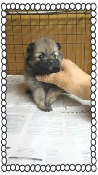 ポメラニアン【茨城県・女の子・2016年9月16日・オレンジ🍊】の写真「可愛い〰ポメになりそうです❤」