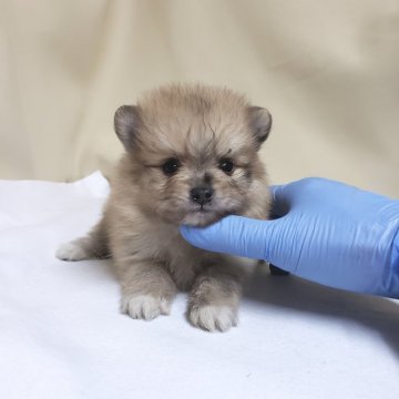 ポメラニアン【茨城県・男の子・2020年3月1日・オレンジ】の写真「薄めで綺麗なオレンジ🍊です🎵激可愛❤」