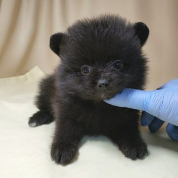 ポメラニアン【茨城県・女の子・2020年1月5日・ブラック】の写真「なかなか少ない黒ポメちゃん🐾💕」