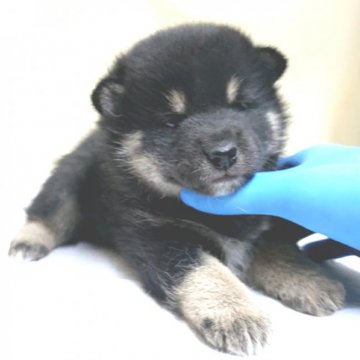 柴犬(豆柴)【茨城県・男の子・2020年12月31日・黒】の写真「父犬&母犬🌟豆柴認定犬🐶」