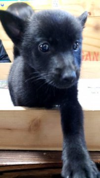 スキッパーキ【茨城県・女の子・2019年12月5日・ブラック】の写真「世界最高の室内番犬‼️まさに黒い弾丸…😅」