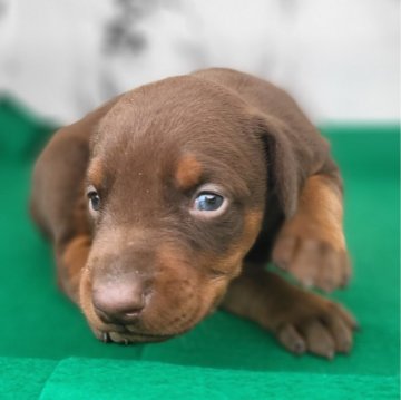 ドーベルマン【茨城県・女の子・2024年2月2日・チョコレートタン】の写真「血統バツグンのヨーロッパタイプドーベルマン🌟」