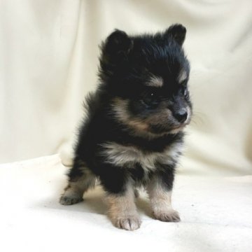 ポメラニアン【茨城県・女の子・2020年10月22日・ブラックタン】の写真「タンカラーがとても良く出てます❤」