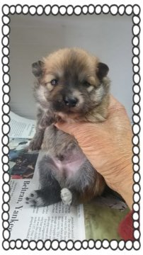 ポメラニアン【茨城県・男の子・2016年3月3日・オレンジ🍊】の写真「モコモコヘアー☁☁☁」