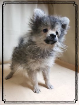 ポメラニアン【茨城県・女の子・2018年11月19日・ウルフセーブル】の写真「❤️猿期だけど可愛いですよ☀️【動画】散歩🆗」