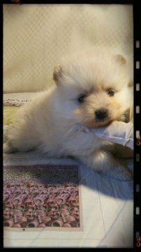 ポメラニアン【茨城県・女の子・2017年11月6日・クリーム】の写真「とても毛ぶきがよくてムチムチパンパン💓」