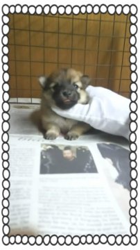 ポメラニアン【茨城県・女の子・2016年12月19日・オレンジ🍊】の写真「どんどん可愛くなってきます😌」