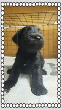 ミニチュアシュナウザー【茨城県・男の子・2015年6月11日・ブラック】の写真「シュナウザー飼うとやめられない❤」