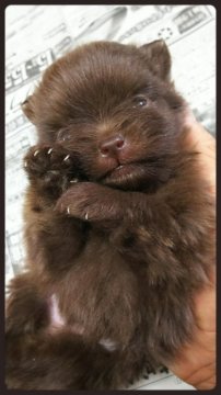 ポメラニアン【茨城県・女の子・2018年1月15日・チョコレート🍫】の写真「綺麗なチョコレートカラーですよ❤️」