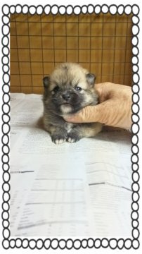 ポメラニアン【茨城県・女の子・2016年9月16日・オレンジ🍊】の写真「可愛い〰ポメになりそうです❤」