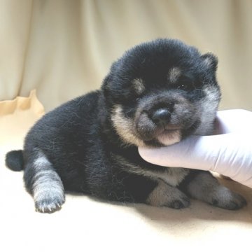 柴犬(豆柴)【茨城県・女の子・2021年4月8日・黒】の写真「4代祖豆柴🌟両親遺伝子検査クリア。最高の豆柴😁」