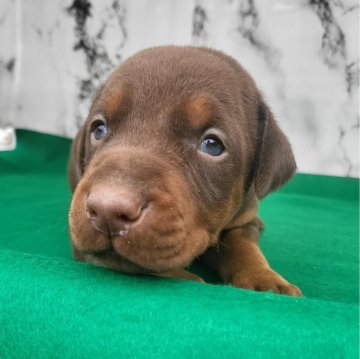 ドーベルマン【茨城県・男の子・2024年2月2日・チョコレートタン】の写真「血統バツグンのヨーロッパタイプドーベルマン🌟」