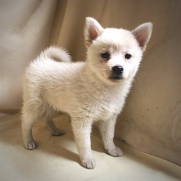 ポメ柴《パパ〰️ポメラニアン×ママ〰️柴犬》【茨城県・女の子・2021年7月23日・白】の写真「豆柴を検討中の方にもオススメです🎵可愛い❤️」